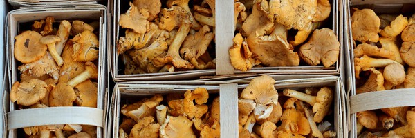 Хранение грибов