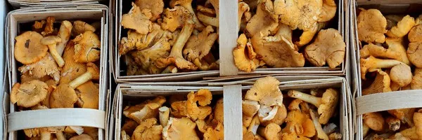 Хранение грибов